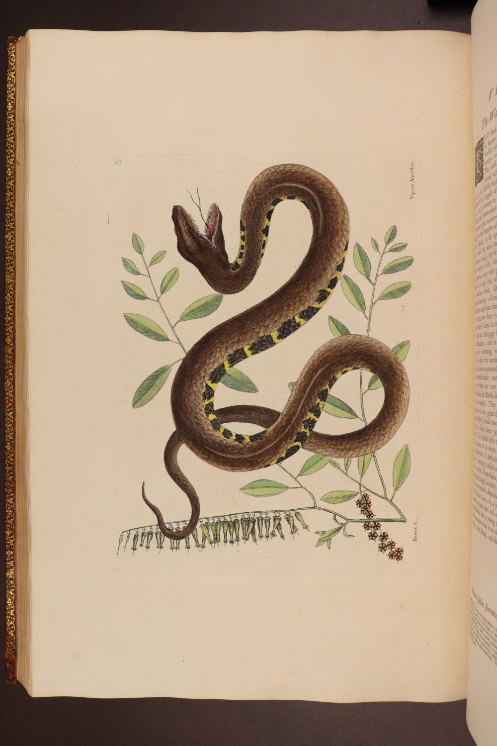 Plate 43